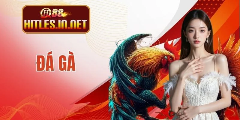 Đá Gà QH88 - Phòng Kê Cược Chuẩn, Vào Kèo Siêu Cuốn