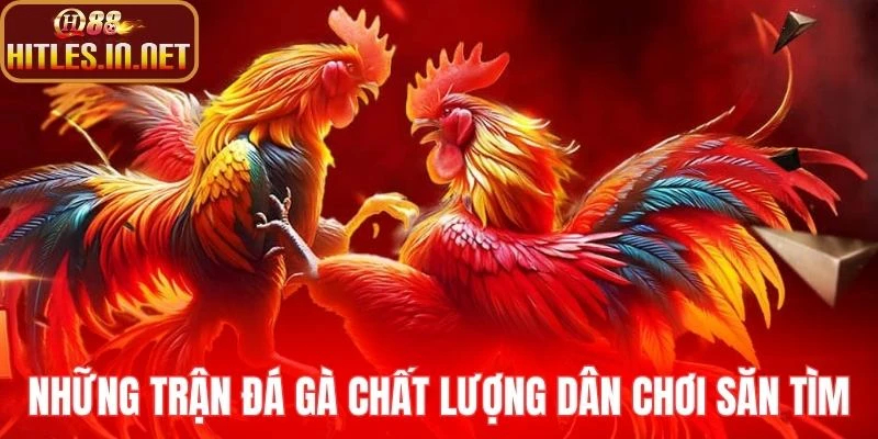 Những trận đá gà chất lượng dân chơi săn tìm